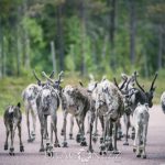 Semester Idre stuga skog semester ren idre grövelsjön fors 