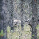 Semester Idre stuga skog semester ren idre grövelsjön fors 