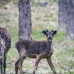 Semester Idre stuga skog semester ren idre grövelsjön fors 