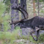 Semester Idre stuga skog semester ren idre grövelsjön fors 