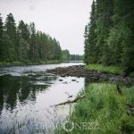 Semester Idre stuga skog semester ren idre grövelsjön fors 