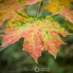 Höstdag leaf höst horse häst färger fall colors autumn 
