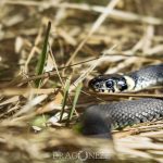 Ormar i vårsolen viper vårsol vår snake ormar huggorm 