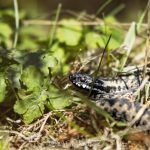 Ormar i vårsolen viper vårsol vår snake ormar huggorm 