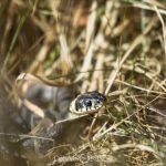 Ormar i vårsolen viper vårsol vår snake ormar huggorm 