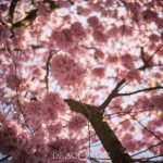 Kungsträdgården i rosa vårtecken vår träd stockholm spring saktura rosa pink kungsträdgården körsbärsblomster körrsbärsblommor cherryblossom blossom blommor 