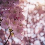 Kungsträdgården i rosa vårtecken vår träd stockholm spring saktura rosa pink kungsträdgården körsbärsblomster körrsbärsblommor cherryblossom blossom blommor 