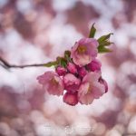 Kungsträdgården i rosa vårtecken vår träd stockholm spring saktura rosa pink kungsträdgården körsbärsblomster körrsbärsblommor cherryblossom blossom blommor 