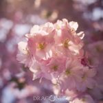 Kungsträdgården i rosa vårtecken vår träd stockholm spring saktura rosa pink kungsträdgården körsbärsblomster körrsbärsblommor cherryblossom blossom blommor 