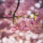 Kungsträdgården i rosa vårtecken vår träd stockholm spring saktura rosa pink kungsträdgården körsbärsblomster körrsbärsblommor cherryblossom blossom blommor 