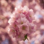 Kungsträdgården i rosa vårtecken vår träd stockholm spring saktura rosa pink kungsträdgården körsbärsblomster körrsbärsblommor cherryblossom blossom blommor 