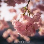 Kungsträdgården i rosa vårtecken vår träd stockholm spring saktura rosa pink kungsträdgården körsbärsblomster körrsbärsblommor cherryblossom blossom blommor 