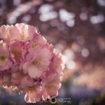 Kungsträdgården i rosa vårtecken vår träd stockholm spring saktura rosa pink kungsträdgården körsbärsblomster körrsbärsblommor cherryblossom blossom blommor 