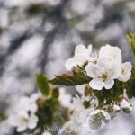 Äppelblom white spring blommor appleflower äppelblomster äppelblom 