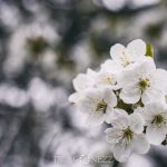 Äppelblom white spring blommor appleflower äppelblomster äppelblom 