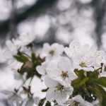 Äppelblom white spring blommor appleflower äppelblomster äppelblom 