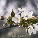 Äppelblom white spring blommor appleflower äppelblomster äppelblom 