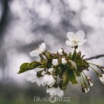 Äppelblom white spring blommor appleflower äppelblomster äppelblom 