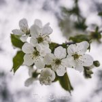 Äppelblom white spring blommor appleflower äppelblomster äppelblom 