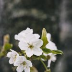 Äppelblom white spring blommor appleflower äppelblomster äppelblom 