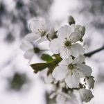 Äppelblom white spring blommor appleflower äppelblomster äppelblom 
