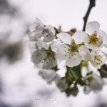 Äppelblom white spring blommor appleflower äppelblomster äppelblom 